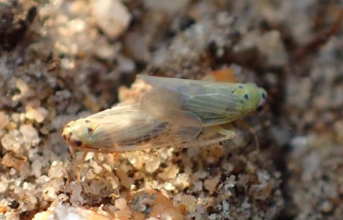Réf. 264 989 : Macrosteles sp.